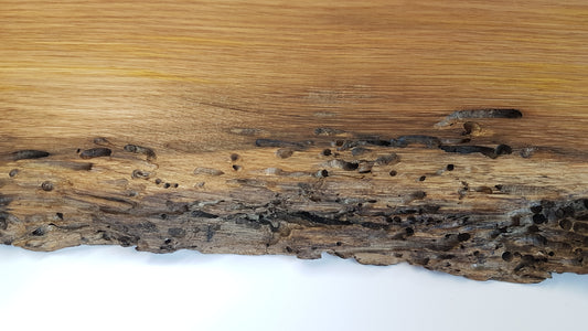 Venezianische Eiche mit Baumkante